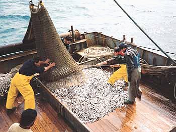 pesca