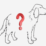 setter[1]