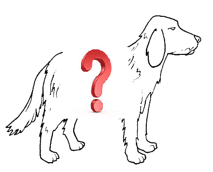 setter[1]