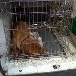 IMG-20110507-00081