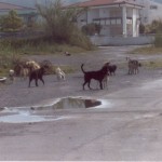 cani-in-strada