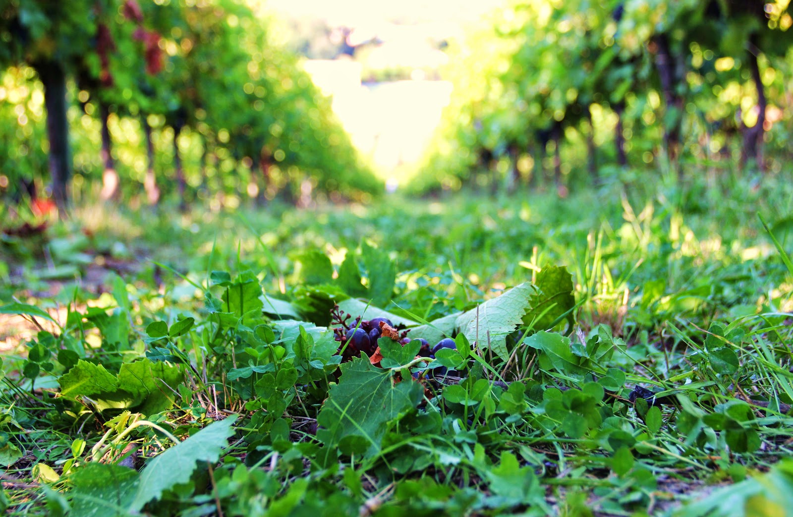 vendemmia-estate