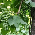 vendemmia verde-2