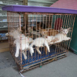 Gabbia-con-gatti-al-mercato-di-Canton