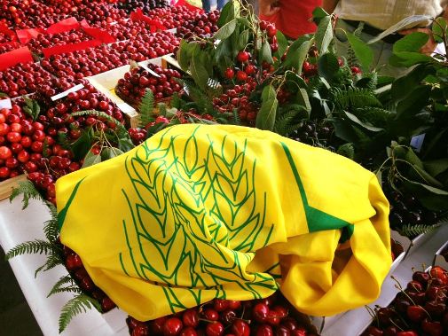 festa ciliegia chiaiano