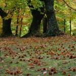 castagne