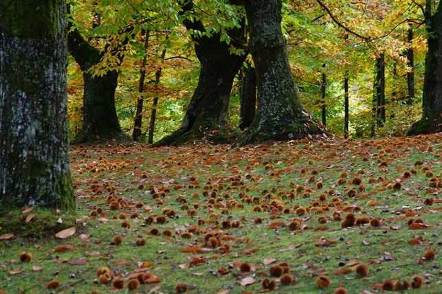 castagne