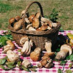 Comune-di-Albareto-Porcini-1024x792