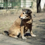 homeless dog