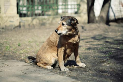 homeless dog