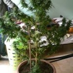 images (2)