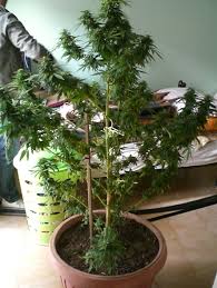 images (2)