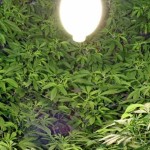 marijuana-3