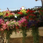 balcone-fiorito_NG1