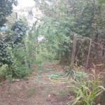 cannabis in giardino