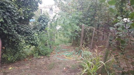 cannabis in giardino