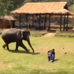 elefante-aiuto-post