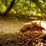 nocciole-