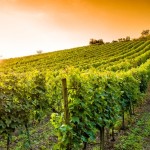 vite-vigneto-vitivinicoltura-by-m-rosenwirth-fotolia-750