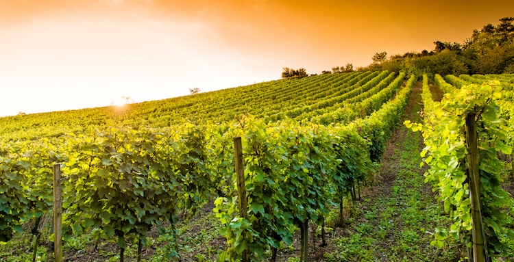 vite-vigneto-vitivinicoltura-by-m-rosenwirth-fotolia-750