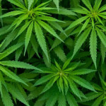 cannabis-660x330