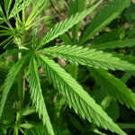 marijuana-leaf-new-100908-02
