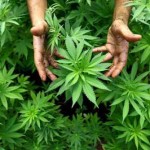 20110628_marijuana