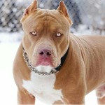 cane