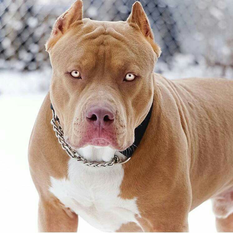 cane