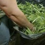 marijuana-680x365