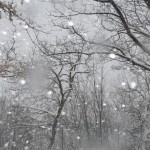 neve mod