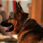 pastore-tedesco-e1463371560311