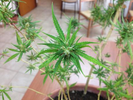 Droga: marijuana sequestrata a Cagliari