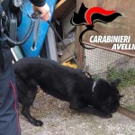avellino evidenza