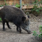 cinghiale