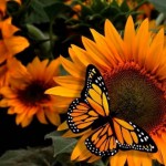 farfalla