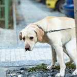 labrador-che-fa-cacca-800x500_c