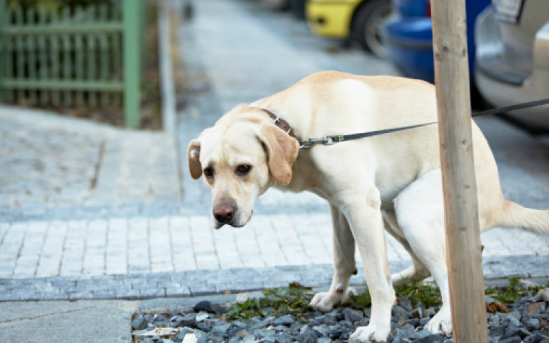 labrador-che-fa-cacca-800x500_c