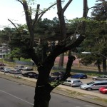 ob_01eda7_parcheggio-selvatico-davanti-al-campo-coni