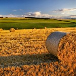 agricoltura