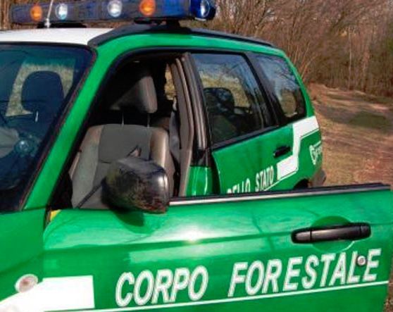 corpoforestale