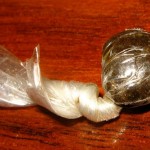 hashish involucri-2