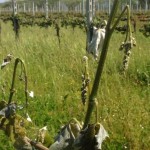 vigneti