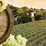 Strade-del-Vino-1440x564_c