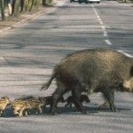 improvviso-attraversamento-stradale-di-un-cinghiale-la-regione-tenuta-al-risarcimento-dei-danni-causati-allauto-corte-di-cassazione-civile-2022015