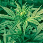 marijuana