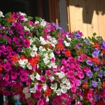 original_Fiori-Sharpen-2