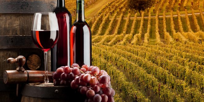 vigneti-660x330