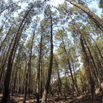 Area trattata con fuoco prescritto