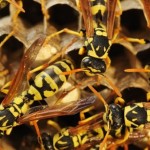 Incubo-vespe-e-calabroni-le-prime-segnalazioni-591beedf7c26b3
